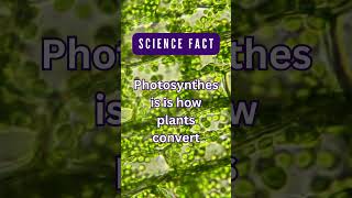 Photosynthesis