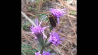 Firefly Pollinating