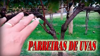 Plantação de uvas -  Parreiras de Uva - Desfrute dessa idéia em seu quintal