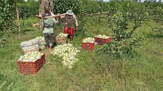 Panen jambu kristal..dari jember kirim ke kalimantan