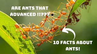 Ants Will Amaze You: 10 Unbelievable Facts! #amazingfacts #ants