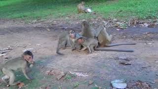 WOW, AMAZING BABIES Playing in a group in jungle around Angkor Wat