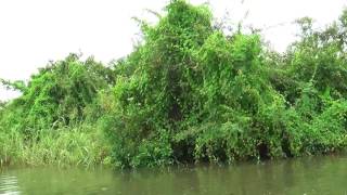 Boat Tour On Tonle Sap Lake in Cambodia