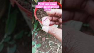 part1 cara simpel nanam bawang merah dipot #berkebun #berkebundirumah #pertanian #petualangan