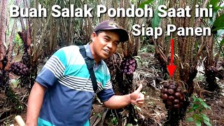 Kebun Salak Pondoh Buahnya Siap Panen