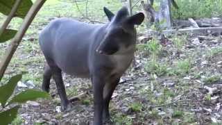 Tapirus terrestris (Lowland Tapir or South American Tapir)