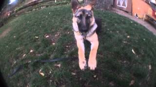 German Shepherd Puppy Waits For Ultimate Reward Treat on Her Paw!!!