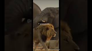 Lion attitude 🦁🔥💯😎 whatsapp status#lionattitude