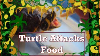 TURTLE ATTACKS FOOD FUN AND HAPPY VIDEO