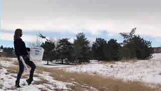 Black-billed Magpie Gets Released - December 2020