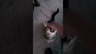 #catshorts #catvideos