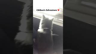 While on our way to Bataan. Disney princess enjoying the outside world. ❤️#Chiboo #cat #shortvideo