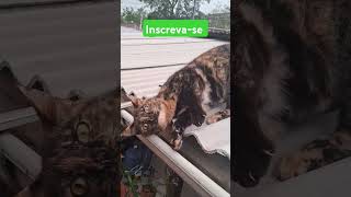 #meow #cat#viralvideo #gatos#adoteumgato #adote#pets#edits #edit #catlover #gospel #cristianoronaldo