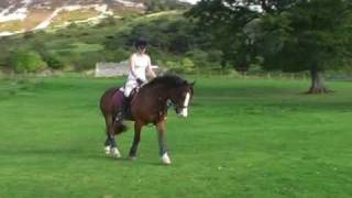 In slow motion  Welsh Cob  Lewi "Breathing your love"