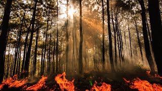 Las plantas que han evolucionado para resistir el fuego (pirófilas)