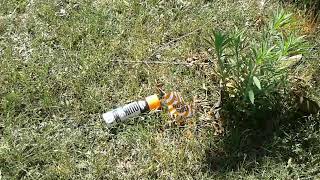 AT&T Workers Marking Land with Flags and Paint Leave Empty Orange Paint Can Laying In Yard.