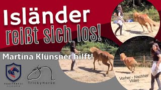 Islandpferd reißt sich los - Longieren war unmöglich!  Martina Klünsner hilft! TrickyHorse Training