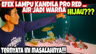 EFEK LAMPU KANDILA PRO RED VIEW KE AIR JADI KEHIJAUAN !!! INI MASALAHNYA DAN INI CARA MENGATASINYA.