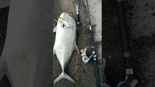 Ganas!Killer!Popper Alaska 80 Gram For Giant Trevally #mancing#gianttrevally#poppingfishing#shorts