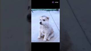 baby dog#cute puppy barking#4kviral#shorts