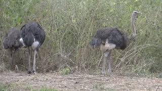 Naturaufnahmen - Strauß - Senegal 2022