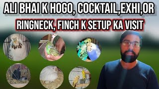 Ali Bhai K Ringneck,Hogo,Exhi,Finch Or Cocktail K Setup Ka Visit