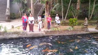 Bermain bersama ikan #puragunungkawi #sebatu 25062016