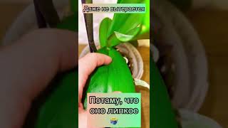 ОРХИДЕЯ ТЕЧЕТ! 😮 Нужно ПРИЖИГАТЬ срезанные места у цветоносов.