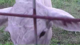 Grandma Introducing 4 Day Old Calf "King" And He Sucks Her Finger For Milk!