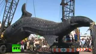 Fishing surprise in Pakistan are killed a whale shark 12 meters