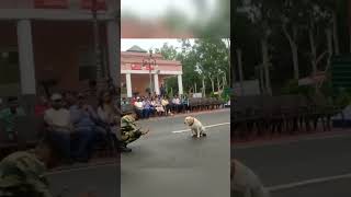 Dog Pared 2 at Jammu Kashmir Border #Indianarmy #Indian #shortsvideo #Yotubeshorts #viral