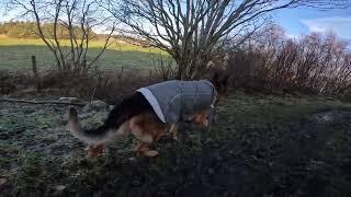 German shepherd on walk. Eros på tur. 30.10.2024. still you tubes most boring video part 2