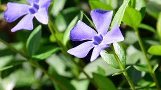 PIANTA TAPPEZZANTE DA OMBRA LA PERVINCA 🌱🟣🌱 #gardenideas #pervinca #tappezzanti #coprisuolo #garden