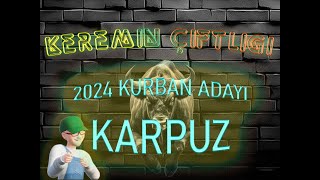 Keremin Çiftliği 2024 Kurbanlık Büyükbaş Karpuz - SATILDI