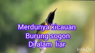 Merdunya suara burung sogon di alam bebas#pemulakicaukicau#salamlestari