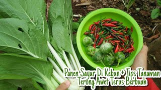 Eps.65 Gardening || Panen Cabai Rawit, Terong Lalap, & Pakchoy + Tips tanaman terong terus berbuah😍😍