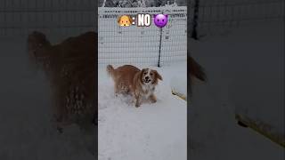 🐶❄️Dog reacts to first snow of season ☃️ #cutedog #snowday #shorts #dogshorts #puppy #viral #joy