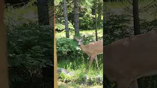 Mama Deer gets Spooked