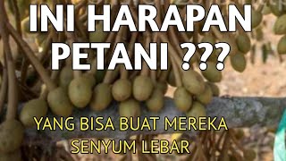 DURIAN 40 TAHUN BERBUNGA SANGAT LEBAT😂Durian lokal jadi rebutan pembeli di saat panen