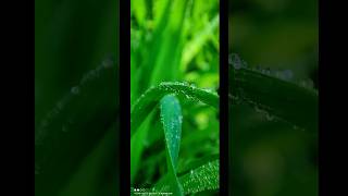 MOBILE BEST PHOTO SHOOT IS MACRO#ভাইরাল😲 #vairalshorts🔥🔥