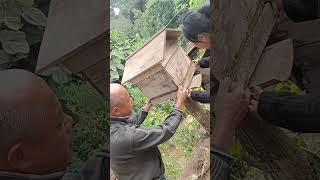 Honeybees#shifting#ytshorts #minivlog #villagelife