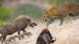 10 Greatest Animal Fights Caught On Camera