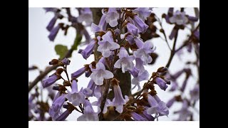 KIRI (Paulownia tomentosa o paulownia imperial)