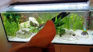 New Aquarium with canary.Meine schöne aquarium mit meine kanari