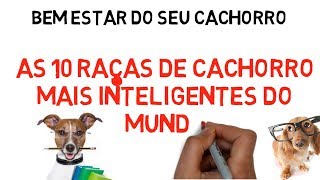 As 10 raças de cachorro mais inteligentes do mundo