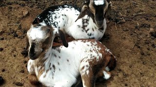 Baby Goat's playing #goatkids #fun