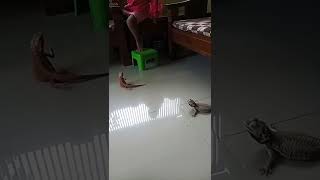 Begini Reaksi pejantan bearded dragon ngajak kawin dengan betinanya