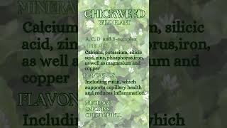 Chickweed - Stellaria Media