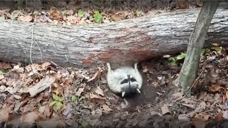 Saving injured raccoon and giving them a second chance at life | Animal rescue compilation