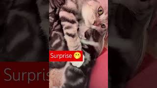 Cute Cat | SURPRISE 😲 #petlovers